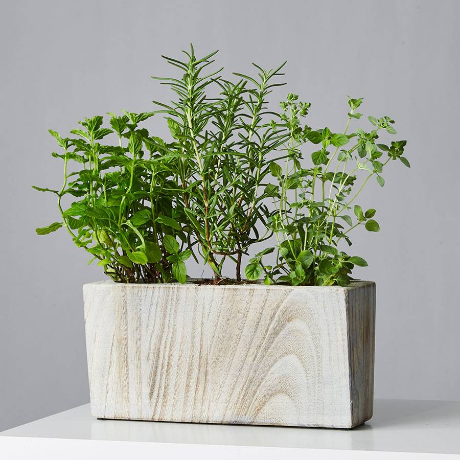 Mini Herb Garden Trio: Mint, Oregano, Rosemary