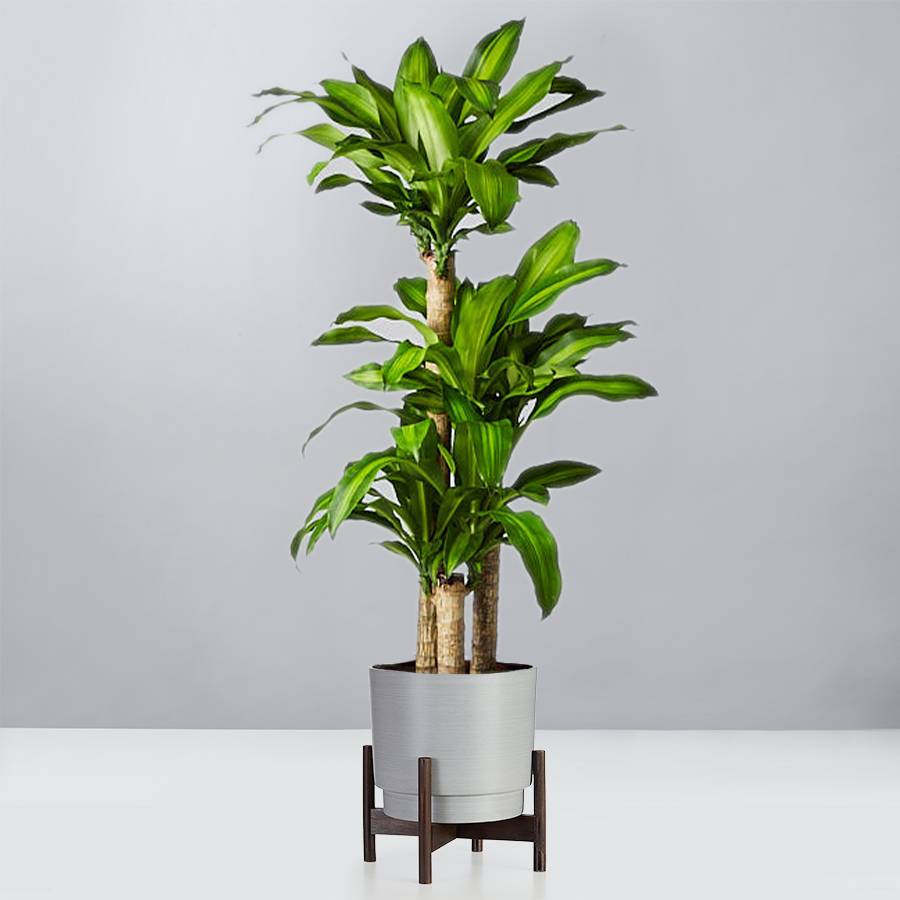 Mass Cane Floor Plant