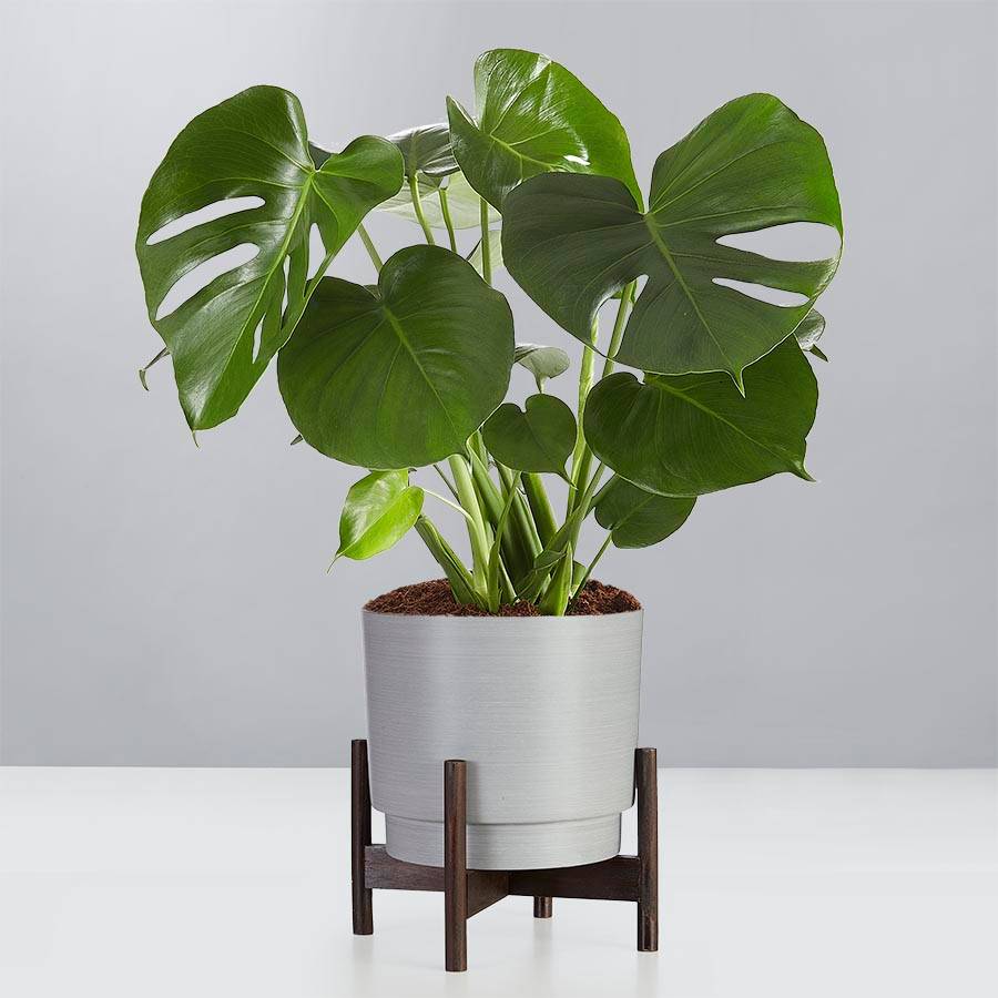 Monstera Deliciosa Floor Plant