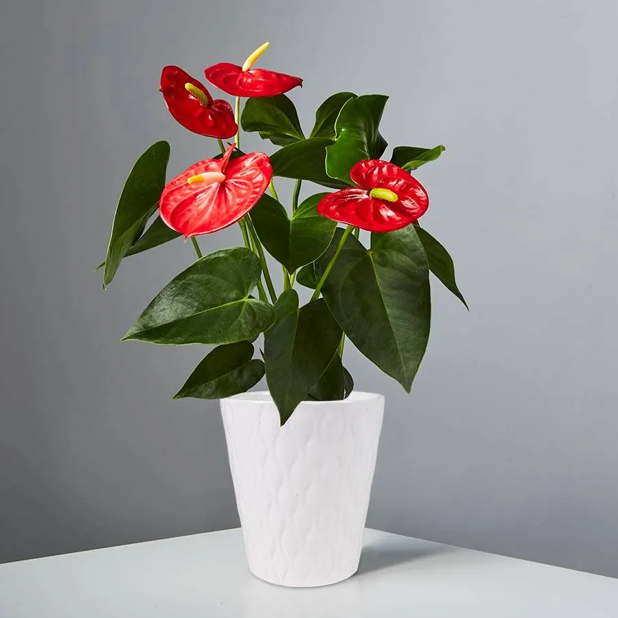 plants.com | Red Anthurium Plant