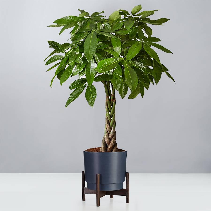 money tree floor plant