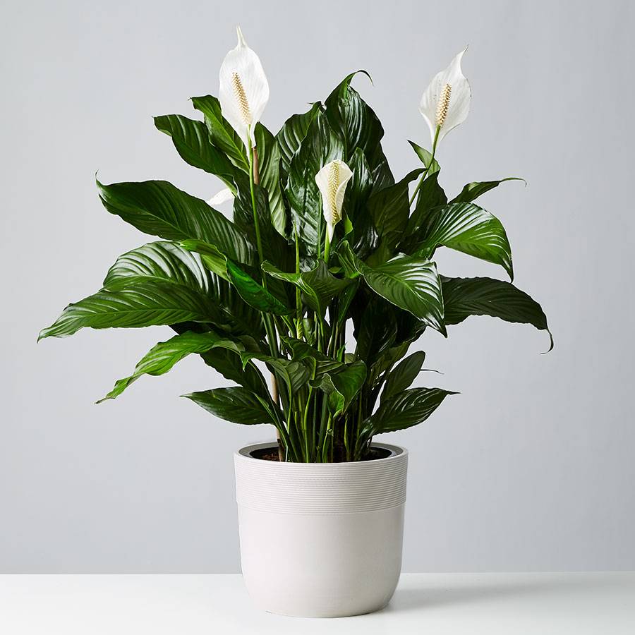 Peace Lily Floor Plant (Spathiphyllum)