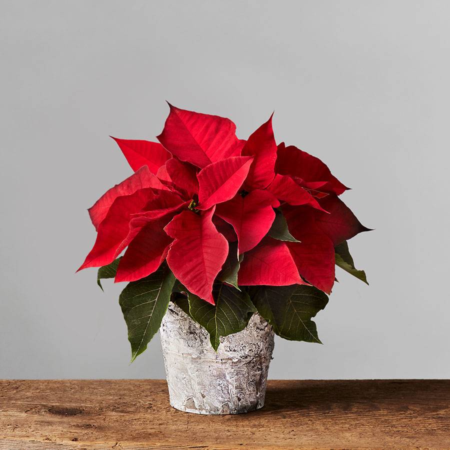 Christmas Poinsettia