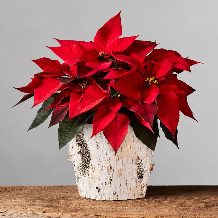 Red Poinsettia | plants.com