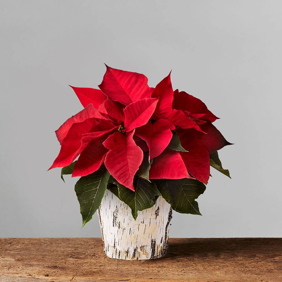 Live Red Poinsettia in a White Birch Planter