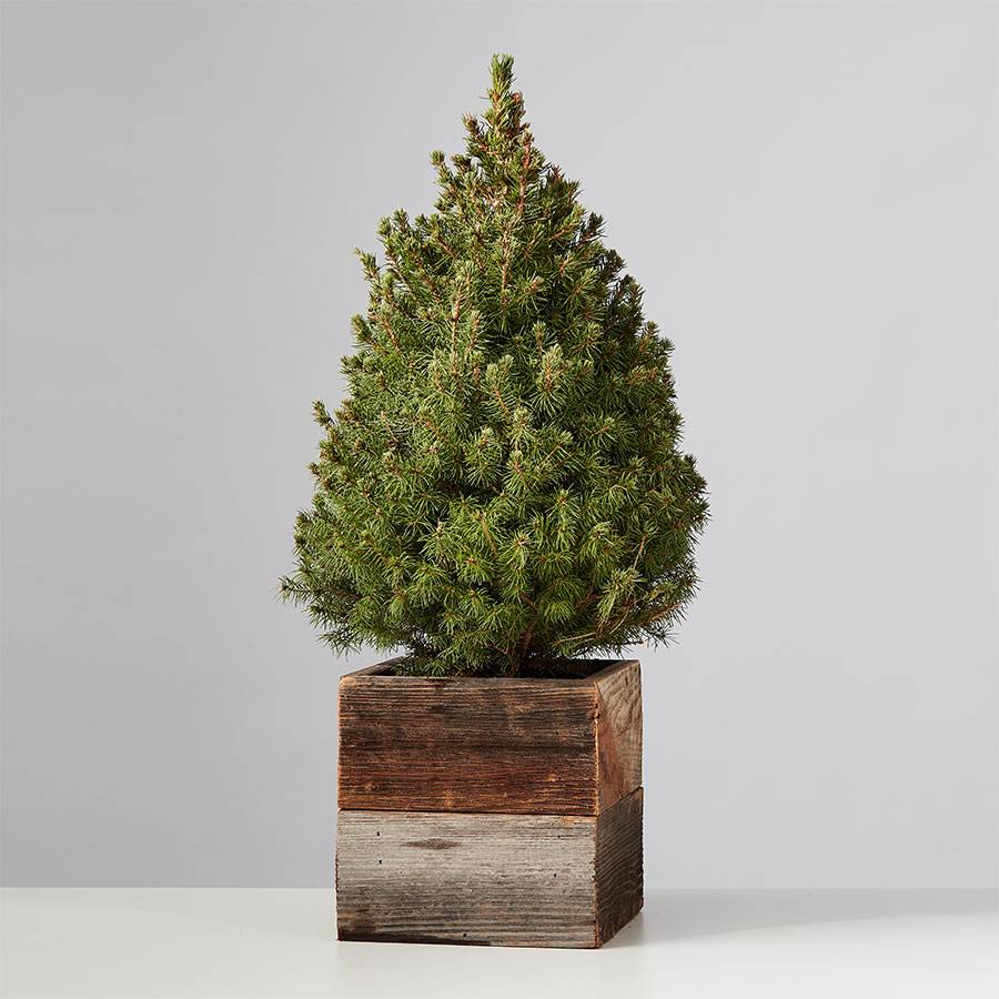 Holiday Lights Spruce Tree