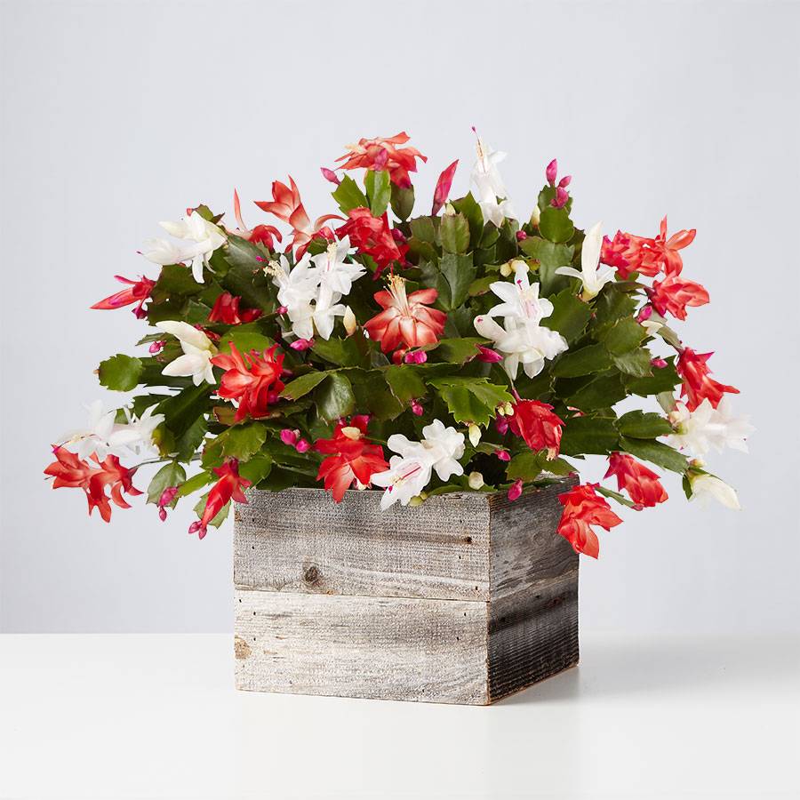 Red and White Christmas Cactus