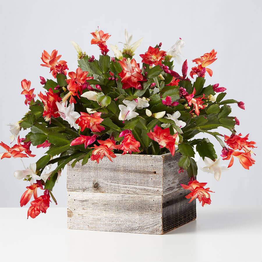 Red and White Christmas Cactus for Sale