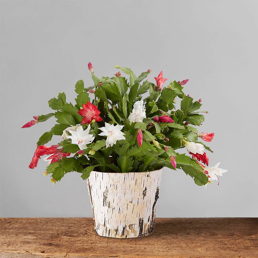 Red and White Christmas Cactus for Sale
