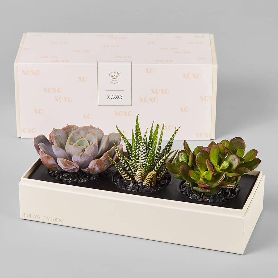 Lula's Garden® XOXO Succulents