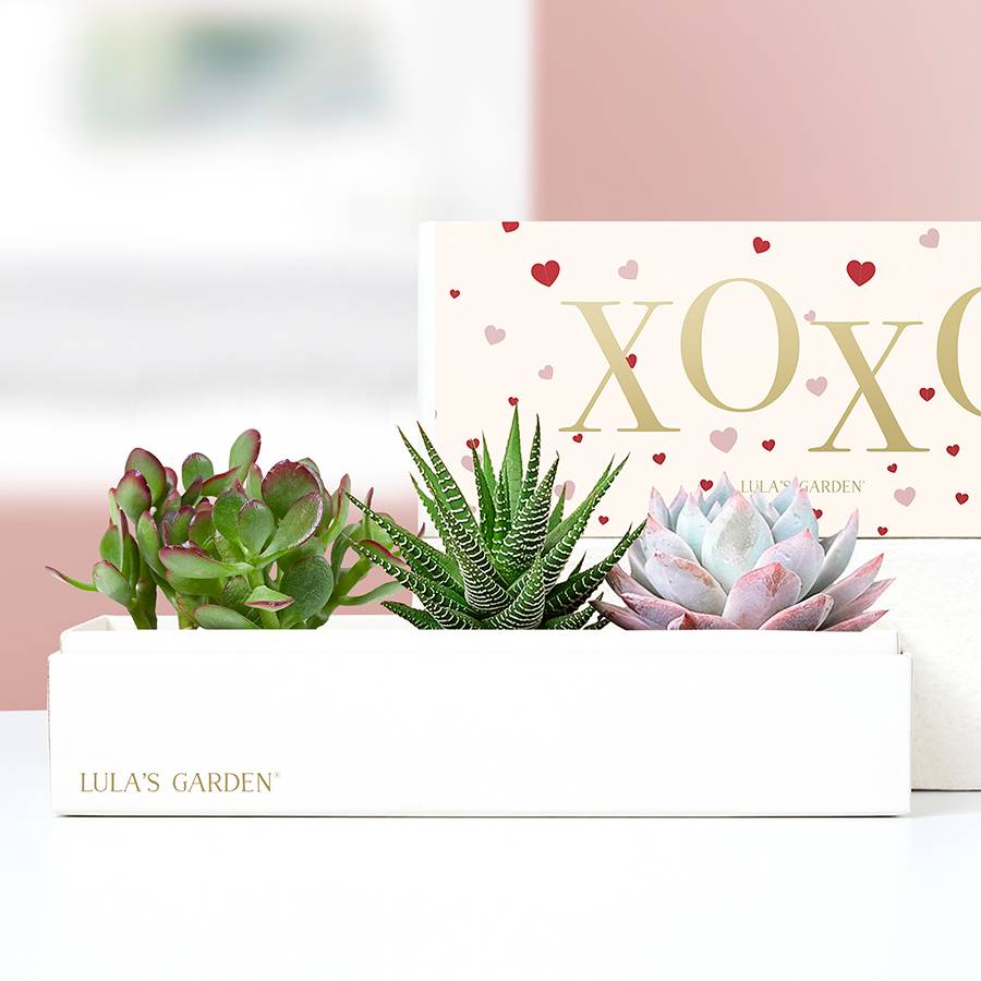 Lula's Garden® XOXO Succulents