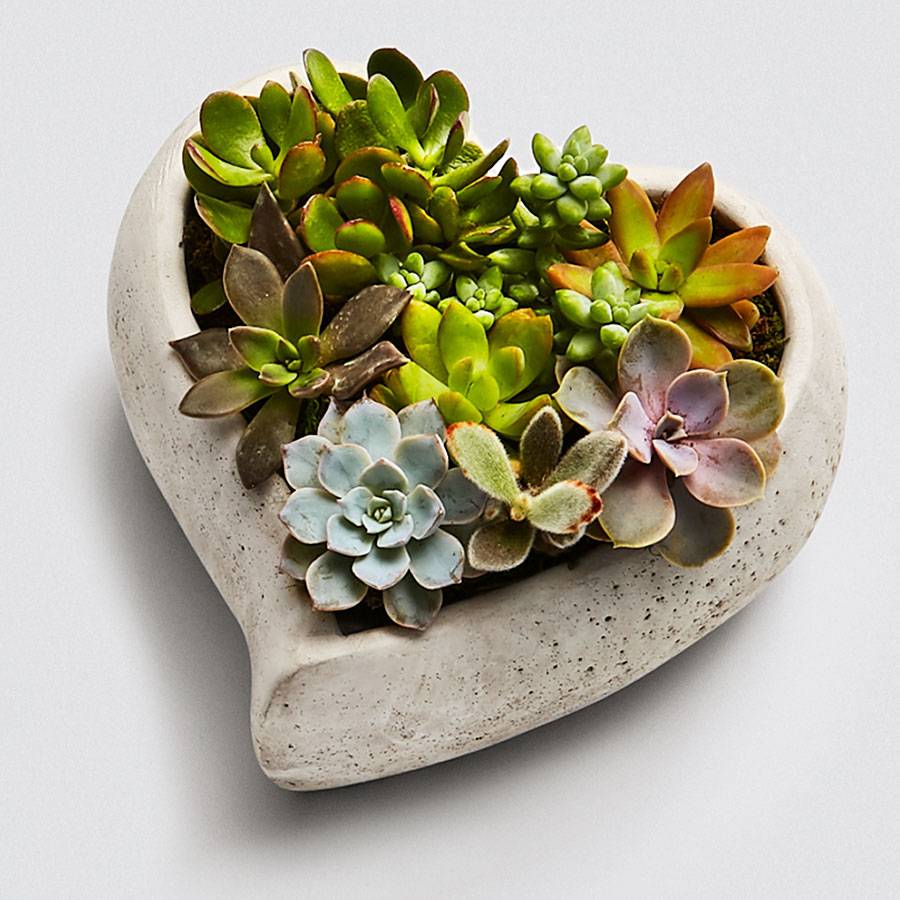 Loving Memory Succulent Garden