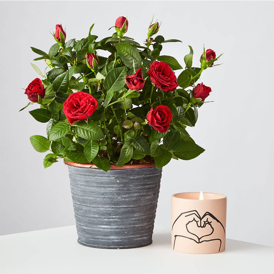 Red Rose Plant