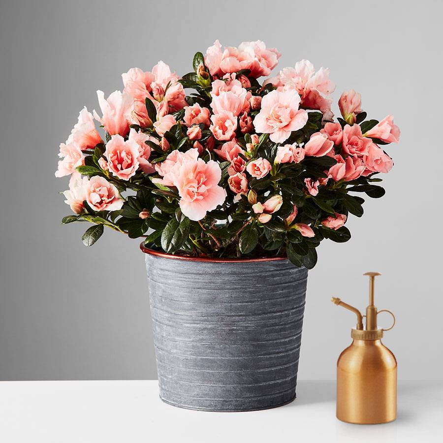 Azalea Plant