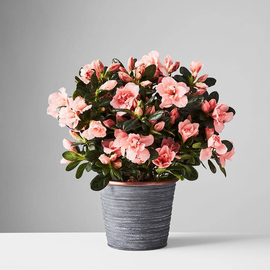 Azalea Plant