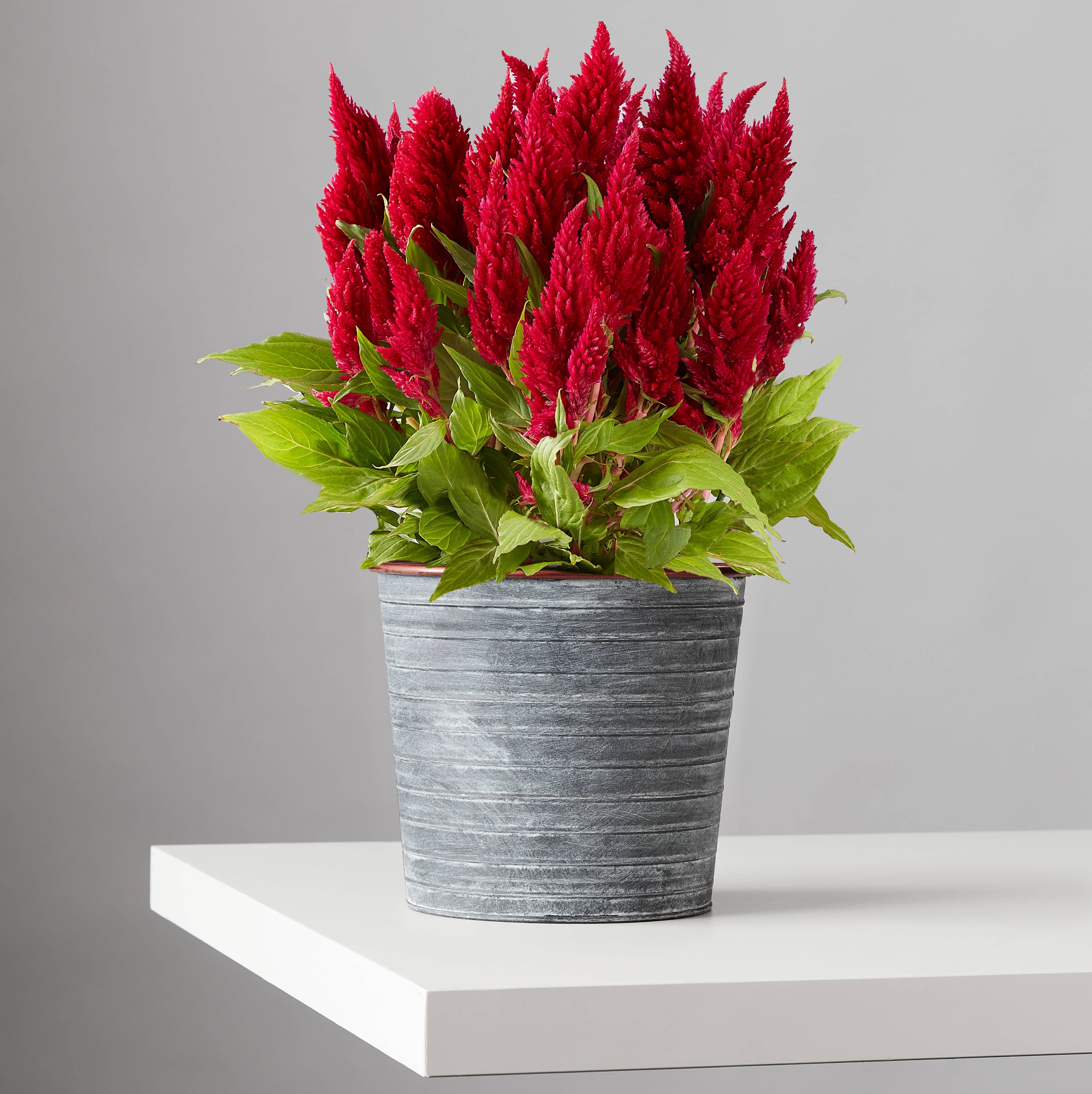 Celosia Plant