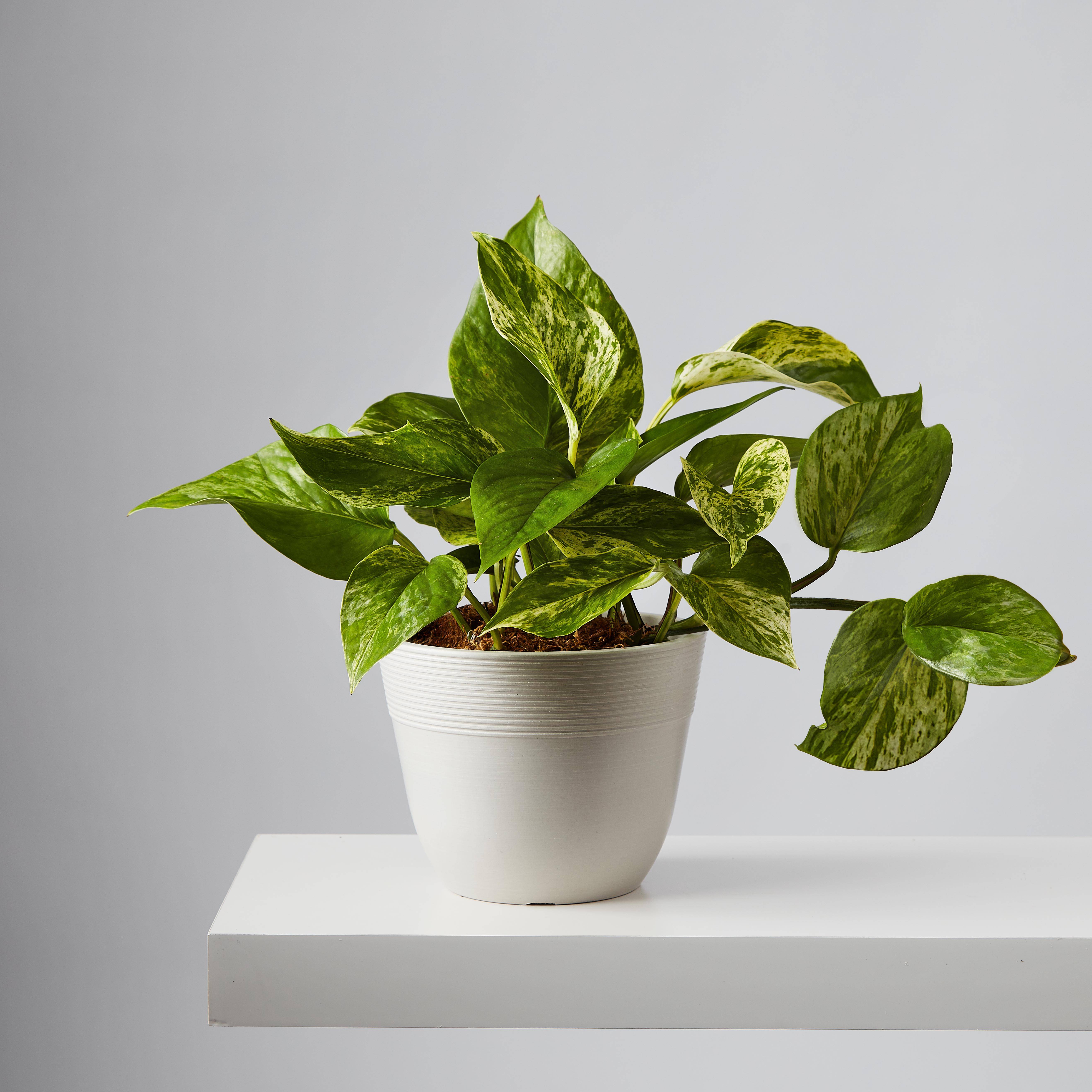 Devil’s Ivy (Marble Queen Pothos)