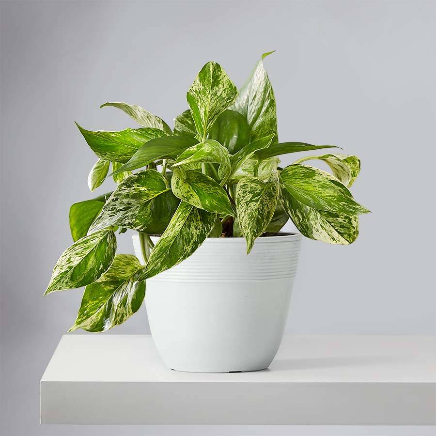 Devil’s Ivy (Marble Queen Pothos)