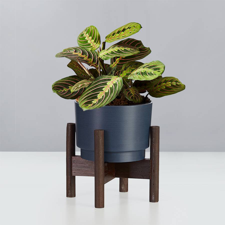 Prayer Plant