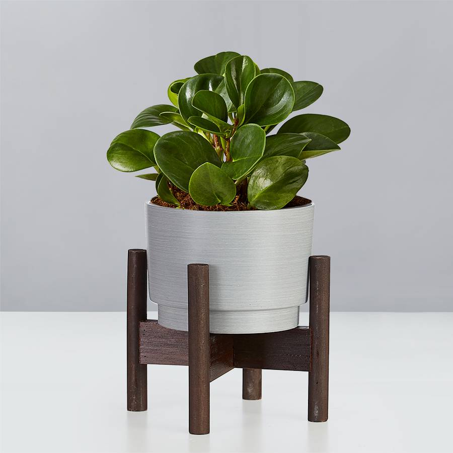 Baby Rubber Plant (Raindrop Peperomia)