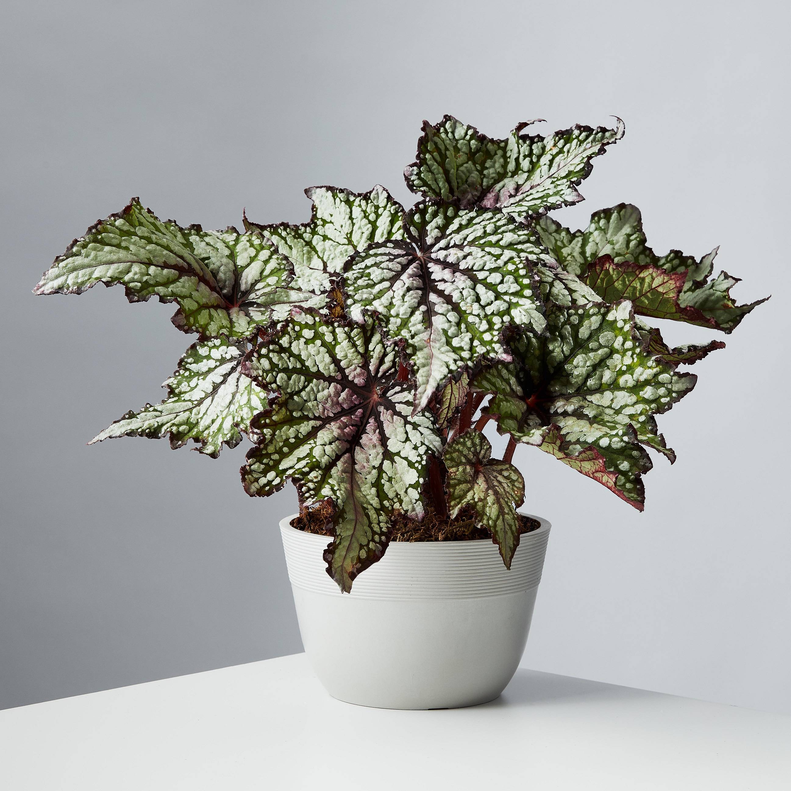 Painted Leaf Begonia (Rex Begonia)