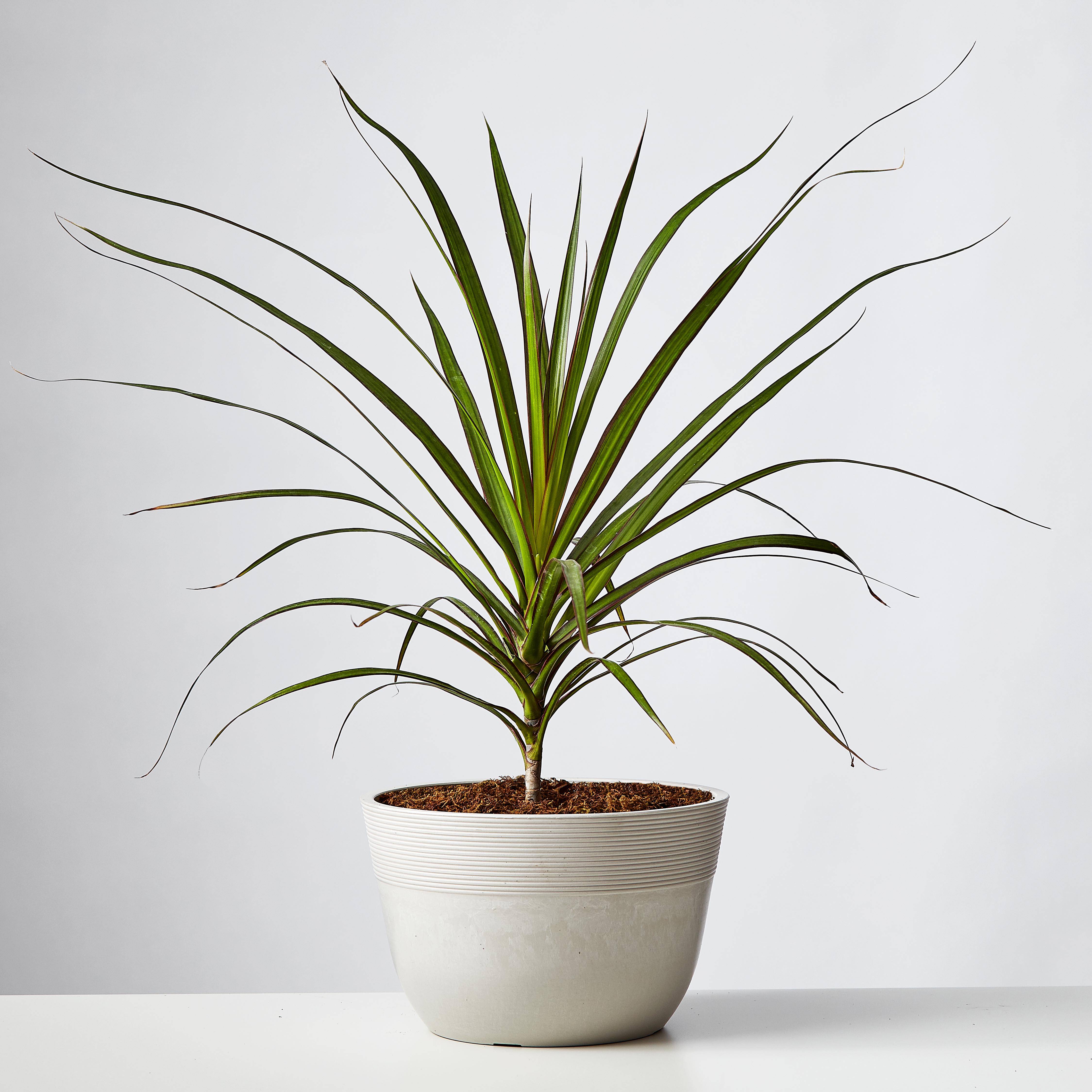 Madagascar Dragon (Dracaena Marginata)