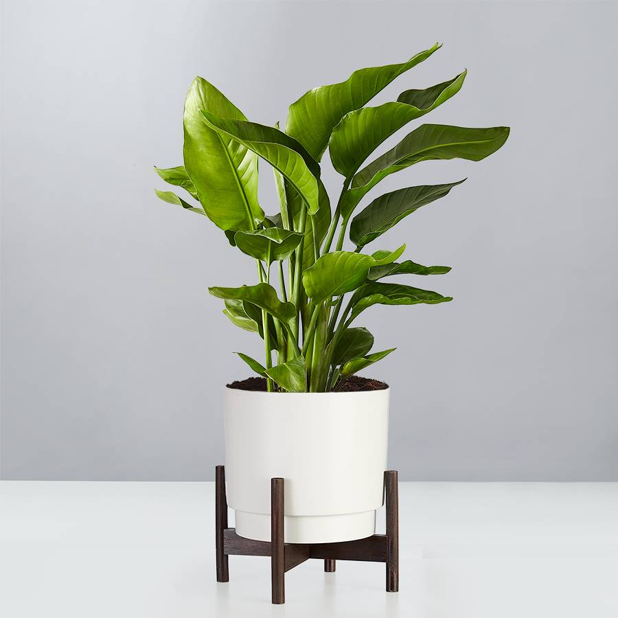 Birds of Paradise Floor Plant