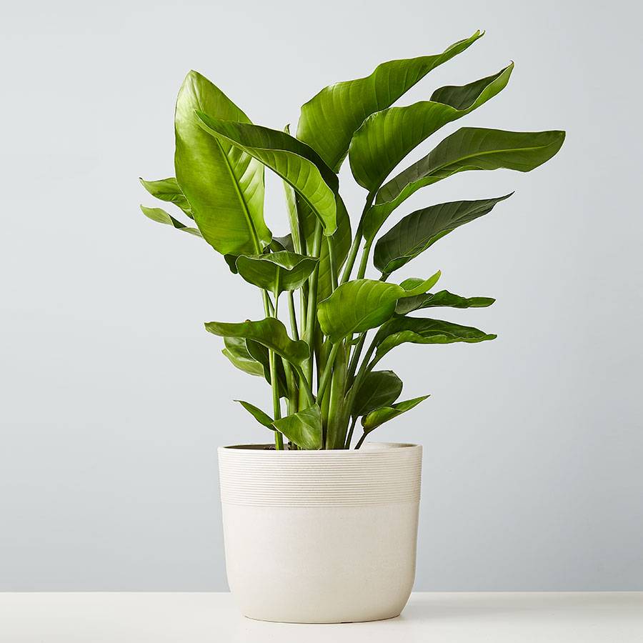 Birds of Paradise Floor Plant