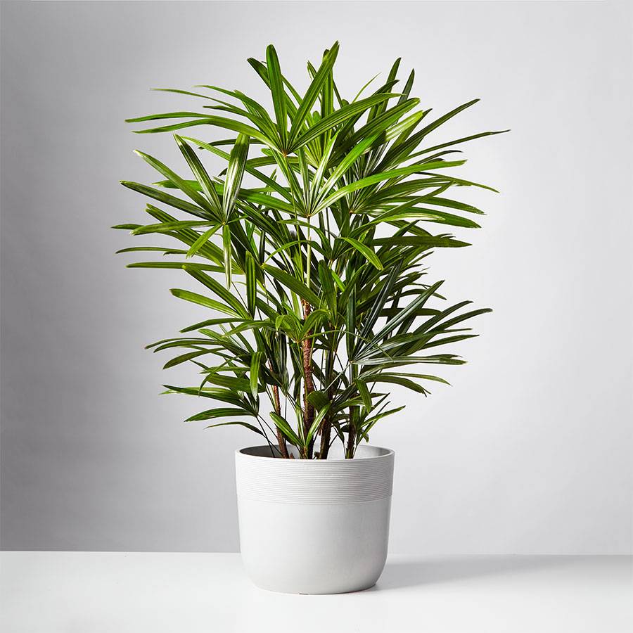 Lady Palm (Rhapis Palm) Floor Plant