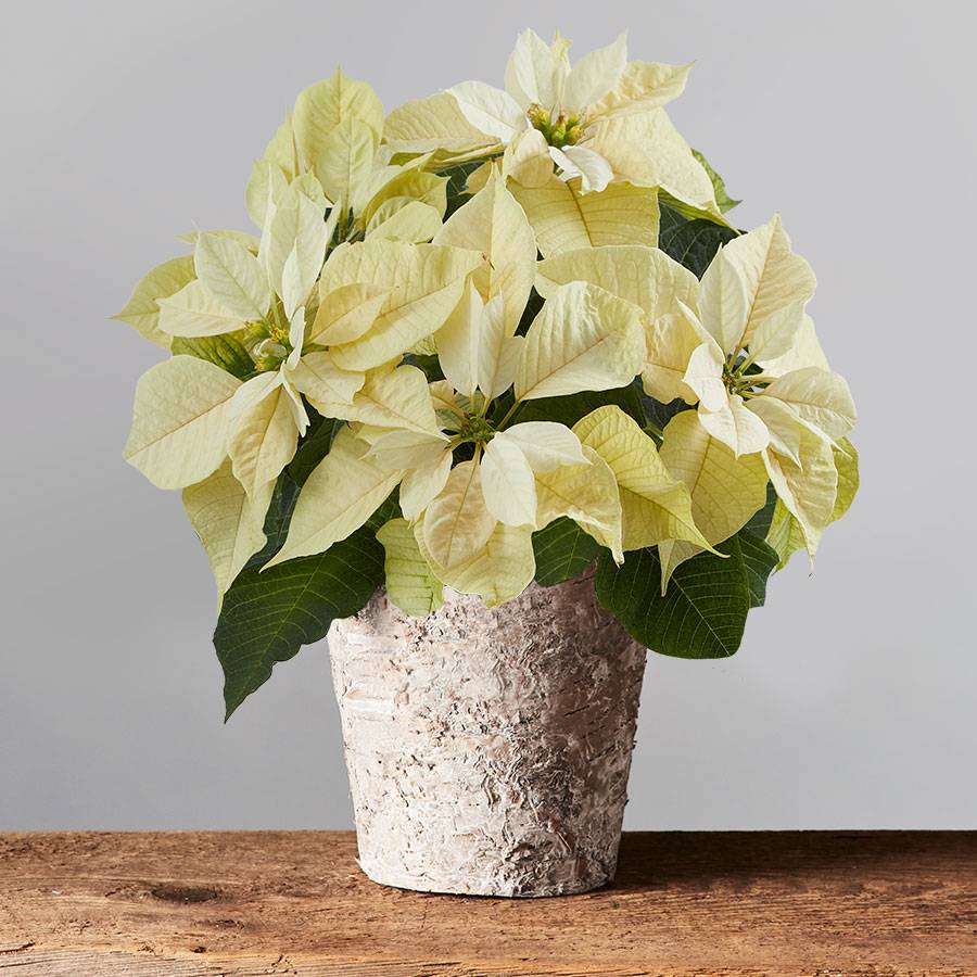 Live White Poinsettia in a White Birch Planter