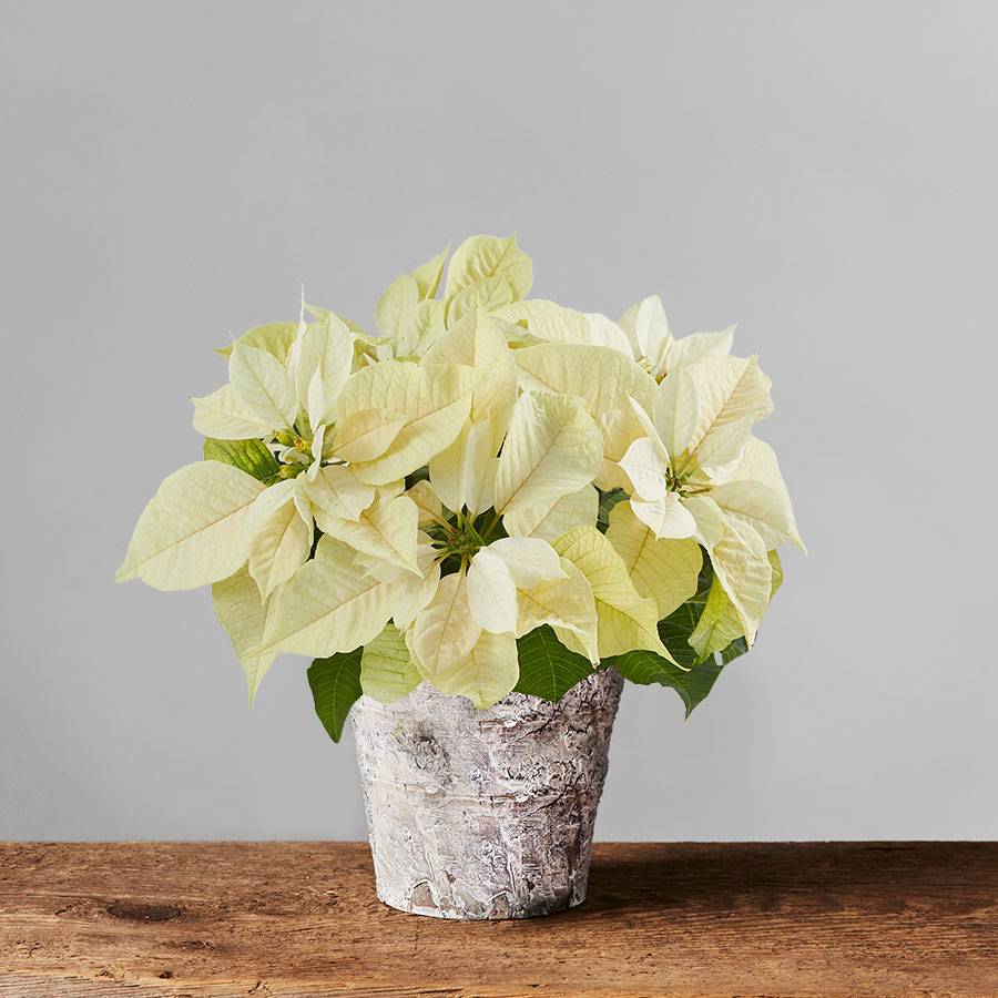 White Poinsettia