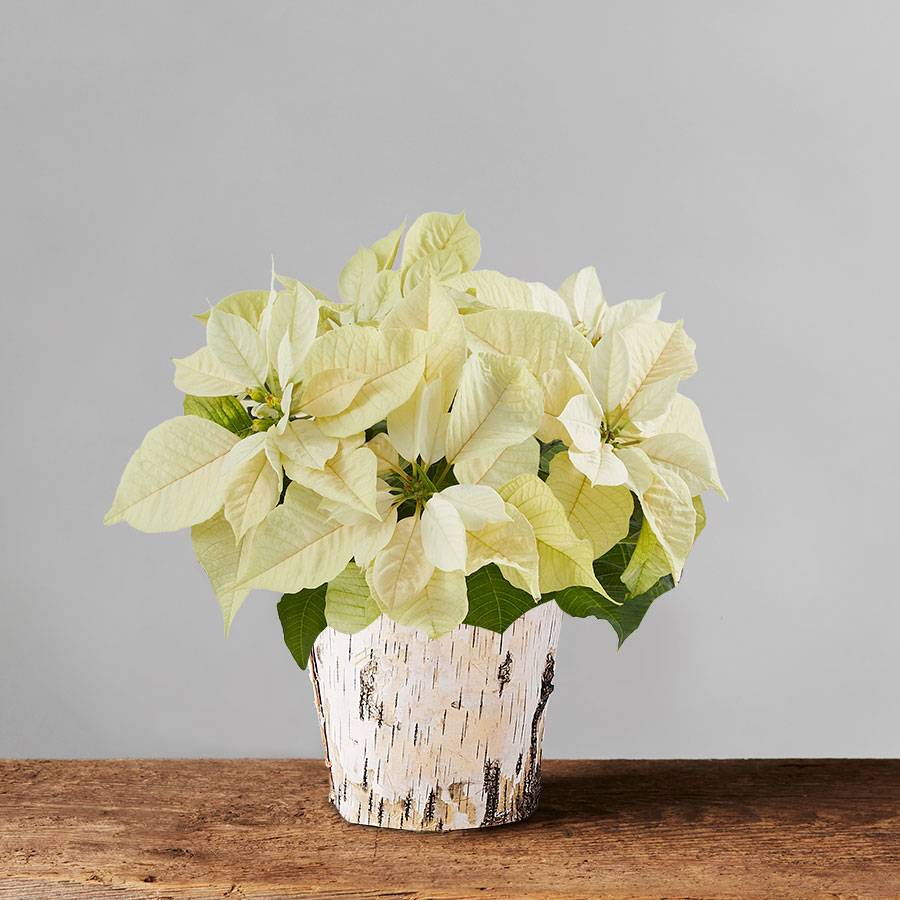 Live White Poinsettia in a White Birch Planter