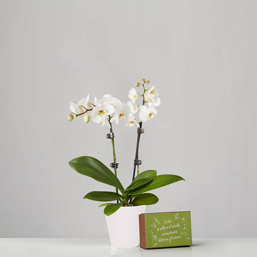 Small Phalaenopsis Orchid for Sympathy : White