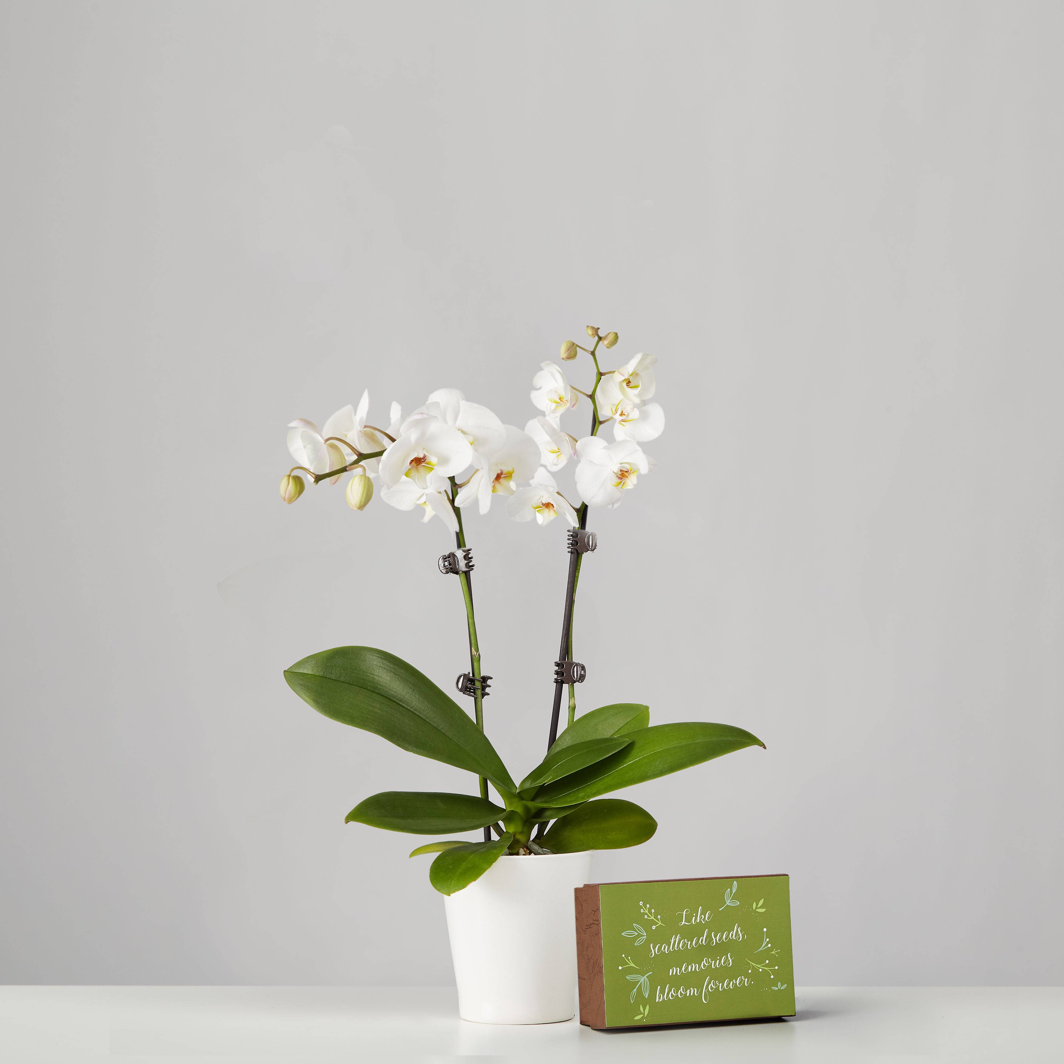 Small Phalaenopsis Orchid for Sympathy: White