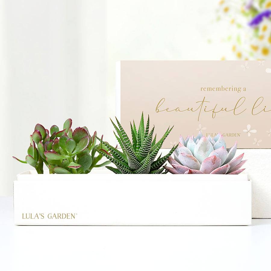 Lula’s® In Loving Memory Succulents