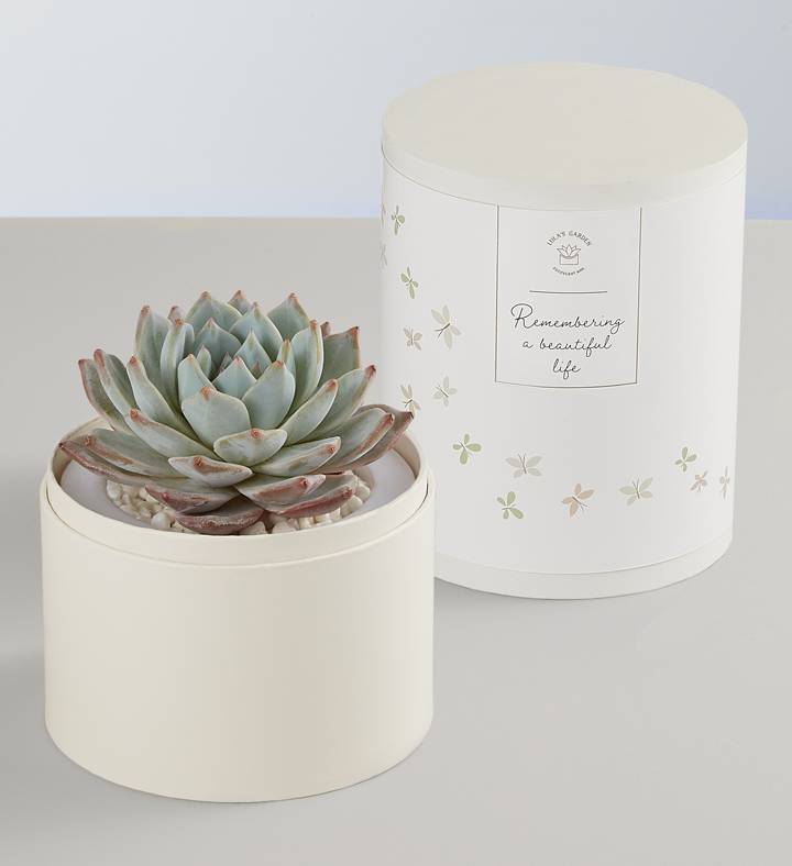 Lula’s® In Loving Memory Succulents