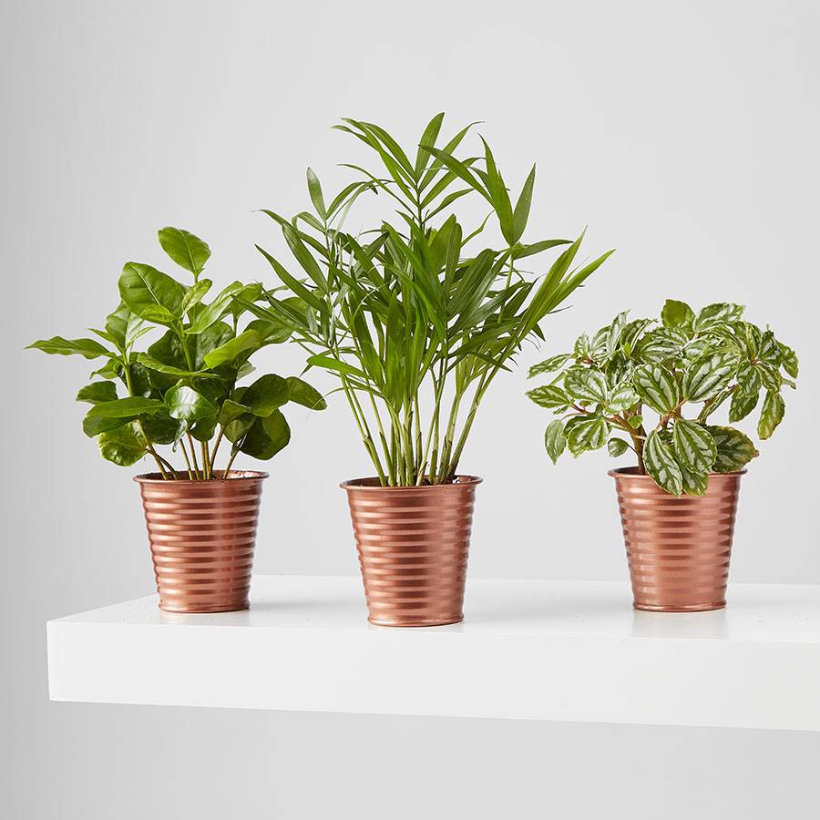 Mini Foliage Trio