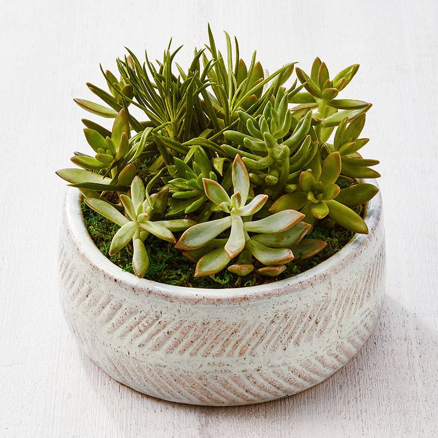 Succulent Dish Garden