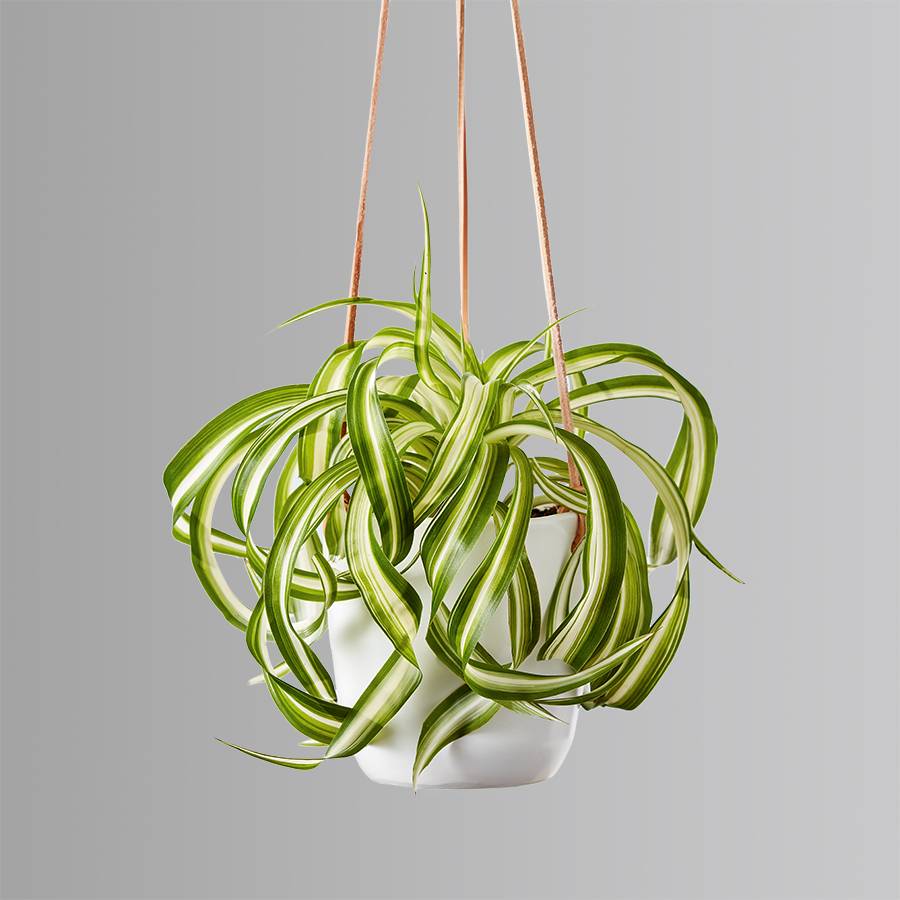 Spider Plant