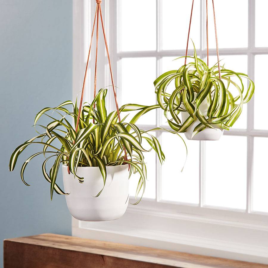 Spider Hanging Plant