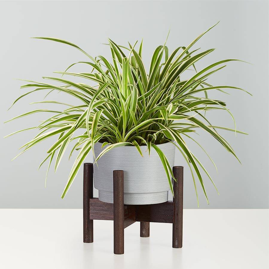 Spider Plant