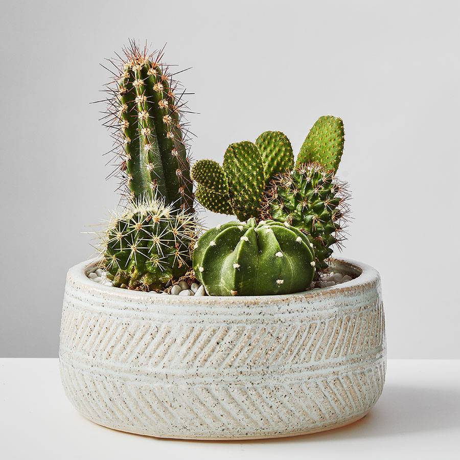 Cactus Dish Garden