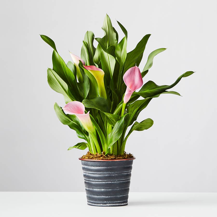 Pink Calla Lily