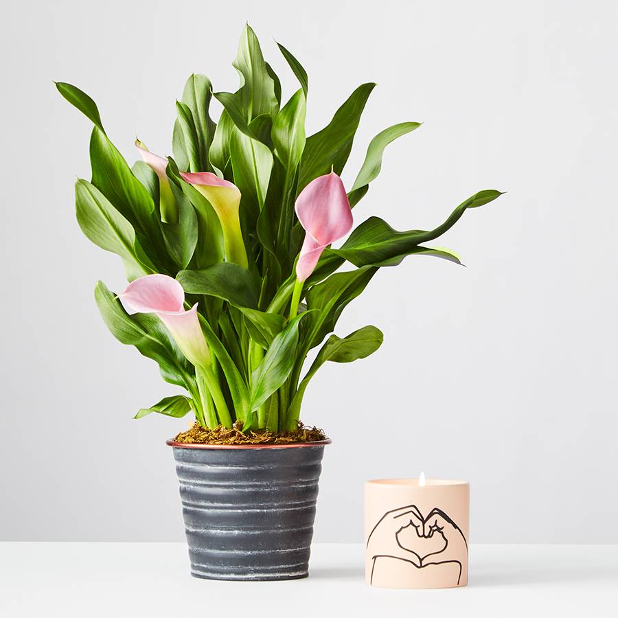 Pink Calla Lily