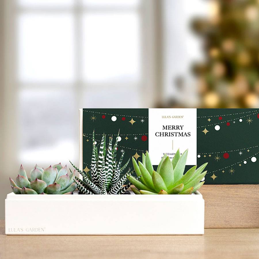 Lula's Garden "Merry Christmas" Succulent Arrangement