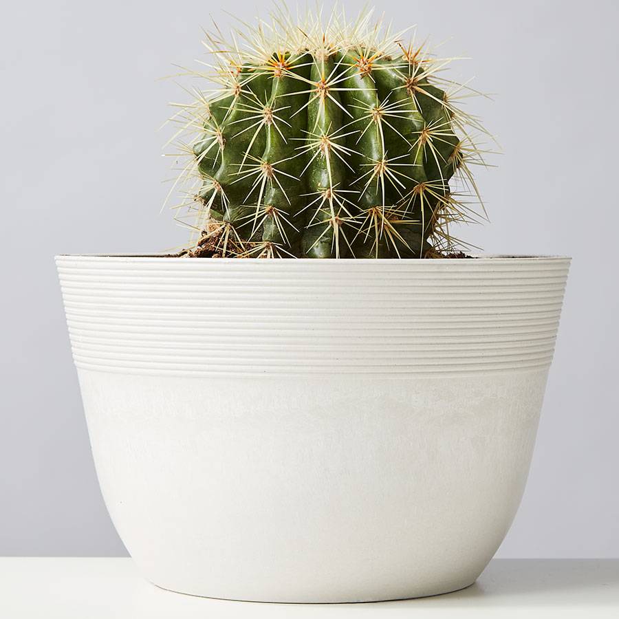 Golden Barrel Cactus