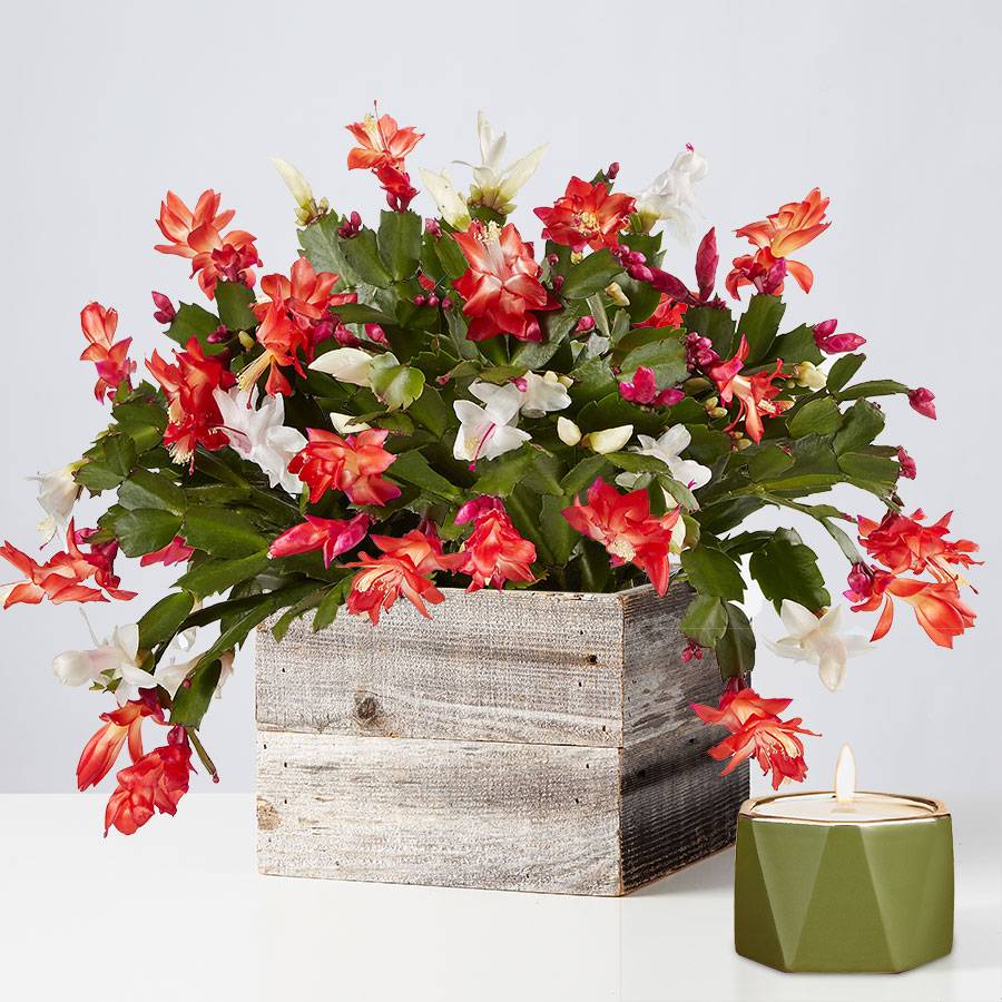 Red and White Christmas Cactus | plants.com