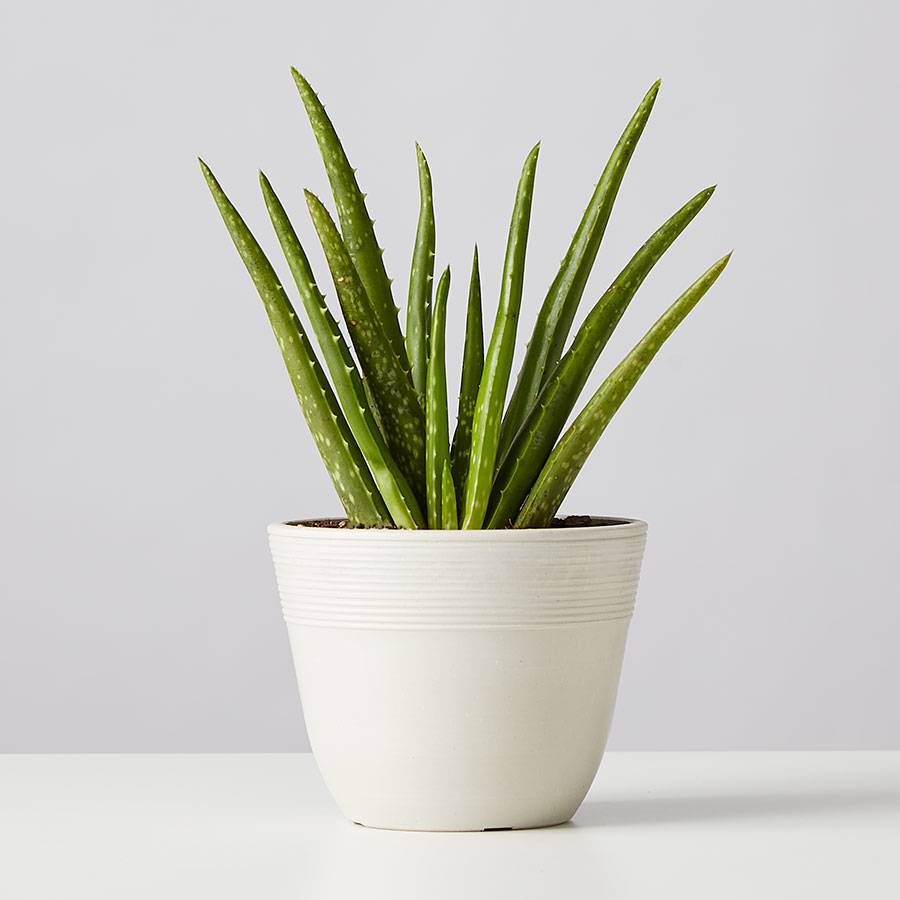 Aloe Vera Plant for Sale | Plants.com
