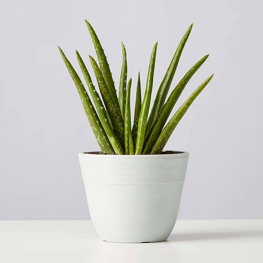 Aloe Vera Plant for Sale | Plants.com