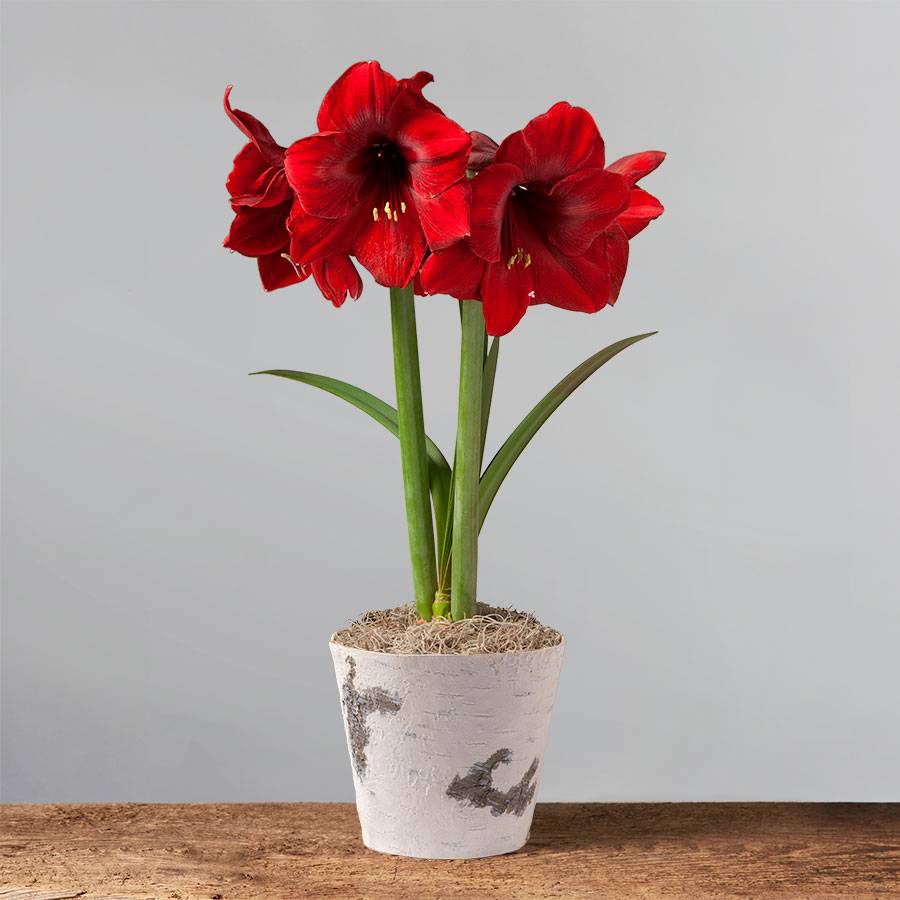 Potted Red Amaryllis Bulb for Sale